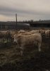 IMG-20170329-WA0001